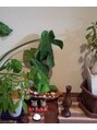 ジェイドレシィ(Jade recit)&nbsp;頑張って育てている観葉植物です。