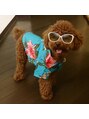 ジェイドレシィ(Jade recit)&nbsp;実家にいるやんちゃ犬のクラッシュです★