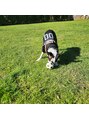 リン(Lin) 我が家の愛犬です♪ワンちゃん好きな方お話しできたら嬉しいです