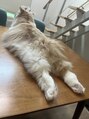 キララ(kirara) えりざべす5歳