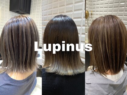 ルピナス(Lupinus)の写真