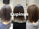 ルピナス(Lupinus)の写真