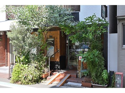 オリーブ(Olive)の写真