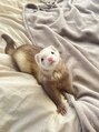 ルノン(LUNON)&nbsp;フェレットを飼ってます♪動物好きな方お話ししましょう♪