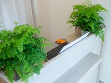 きれいの森