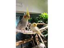 グリーンが目を引くバードルーム(オカメインコが見える時も♪）