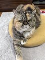 ネウィ ハウオリ 札幌駅前(newi hau'oli)&nbsp;家に可愛い猫がいますこの子も京都から一緒にきました