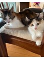 アンアパートメント(UnApartment) 3匹の猫がいますが、やっと撮れたツーショット(^_^;)