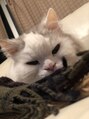 グリ(guri.) 猫が大好きです!