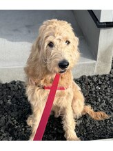 デーノ(de’no)&nbsp;ボブ .