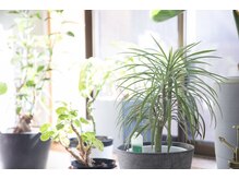 ヘアー オーシア(Hair Ocea)の雰囲気（観葉植物がたくさんの明るい店内です）