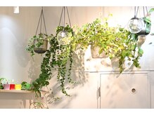 カット専門店Neutral桜台店の雰囲気(店内緑が豊富)