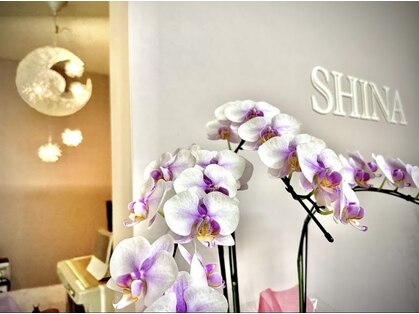 シナ(SHINA)の写真