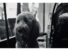 モーテル(MOTEL)の雰囲気（大型犬に触れ合えるサロンです。［柏/メンズ/大型犬］）