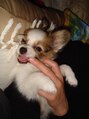 サイドビー(side B) 友人の愛犬ウッピーです。癒されますね~