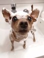 ロカ(Roca) 愛犬:きなこ 食べる事が大好きです。