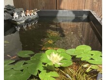床屋のけんちゃんの雰囲気（店前のビオトーブ）