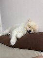 メッツ 原宿(METS) 愛犬家です！【MEN'S/メンズヘア/メンズパーマ/スキンフェード】