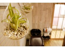 イトヘアサロン(ito hair salon)の雰囲気（こだわりの音楽と、店内に散りばめられた植物たちに癒されて―。）