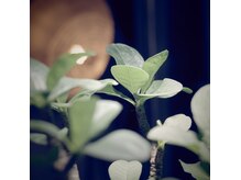 店内は植物が好きで、鉢植えや盆栽を置いてます。