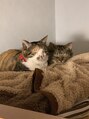 リノ ヘア(Lino hair) 我が家の猫2匹