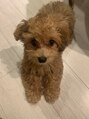 サンデイズド(SUNDAZED) 看板犬のちまきです。