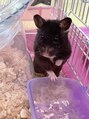 ミヤコウシティ美容室 くろくまハムスターのみかんです^^*私の癒しです