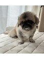 リクリ(LiQLi) 愛犬です♪とろーんとしたお顔に毎日癒されてます♪