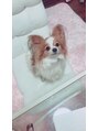 トティア 福島(Totia) 実家のわんこです。とってもかわいいです！