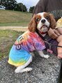 レディー(LADY)&nbsp;愛犬はキャバリア♪名前はレディーです☆