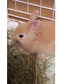 スタート&nbsp;うさぎさん飼ってます。かわいいです！