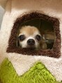 セルカヘアー(CERCA HAIR) 愛犬です!19歳＾＾