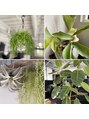 ペタルバイリリア(petal by Lilia)&nbsp;お店の植物は私が愛でています。植物屋さん巡りが好きです☆松戸