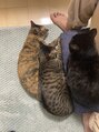 ヘアーエンネ(hair en-ne)&nbsp;ムギごまボタン3匹の猫を飼っています。