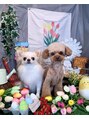 ブレイブ 柏東口(BRAVE kashiwa east) 愛犬のチワワとトイプードルです！わんちゃんだいすきです！