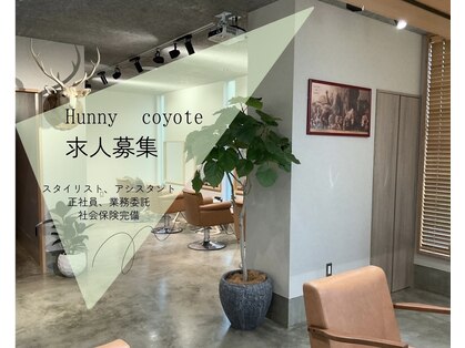 ハニー(Hunny)の写真