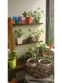 ハレヘアー 583(Hare Hair) 百均の苗木から育った観葉植物達であふれてます。