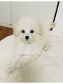 ショコラ ナンバ(Chocolat NAMBA) 愛犬おもちちゃん！ポメラニアン×トイプーのMIXちゃんです♪