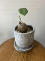 ムスビ(Musubi) 植物を育てるのが好きで、塊根植物にも癒されています。