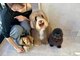 ドッグマニアピンチアオヤマ(DOGMANIA PiNCH AOYAMA)の写真