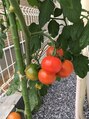 サニーサイド(Sunny Side) トマト育ててます。