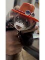 ピピ(PiPi)&nbsp;我が家の可愛いフェレット♪