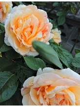 グレース美容室&nbsp;西村 由香利