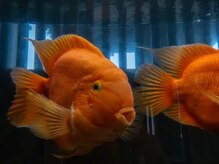 パロットファイヤー