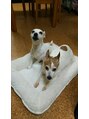 ラ ルーナ アレックス 神戸北町店(la luna alex) 我が家の愛犬ワンチャン大好きです。