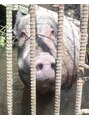 アージュ(Arju)&nbsp;イノシシのクゥーちゃんです♪我が家のペットです♪
