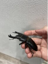 普通の美容室と何が違うんですか？【上野/メンズパーマ】<理容室>