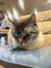 グースカ(guusca)&nbsp;サンタ 