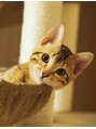 ブリッジ(BRIDGE) 大の猫好きです！もちろん犬も好きですが今は猫を6匹飼ってます