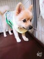 エターナルバイマティーナ(Eternal by MATINA)&nbsp;愛犬のポメラニアンです☆ドッグカフェやドッグランが好きです☆
